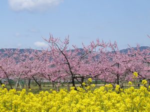 福島県伊達市の桃の花