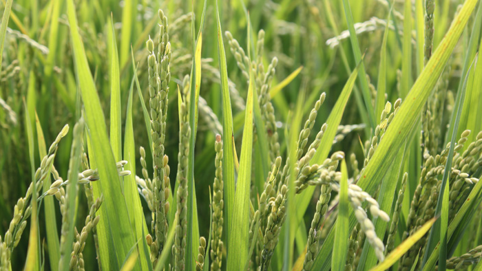東川。お米と向き合うその姿勢に、北海道の稲作の歴史が重なって
