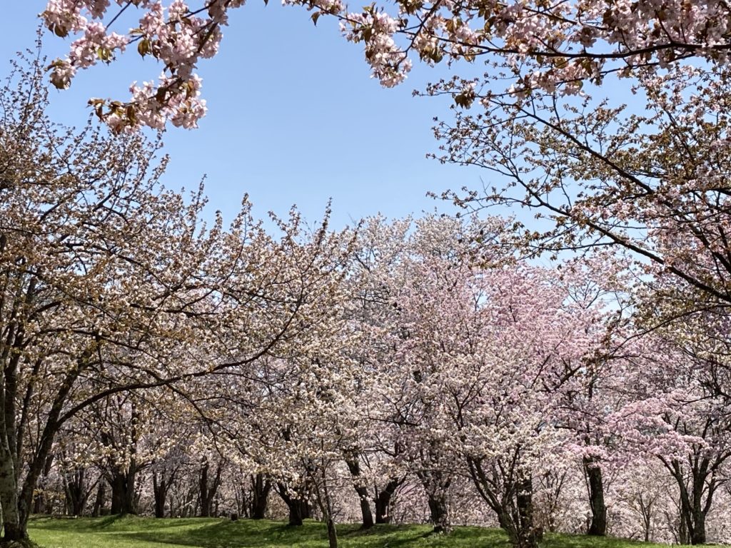 東川町の桜