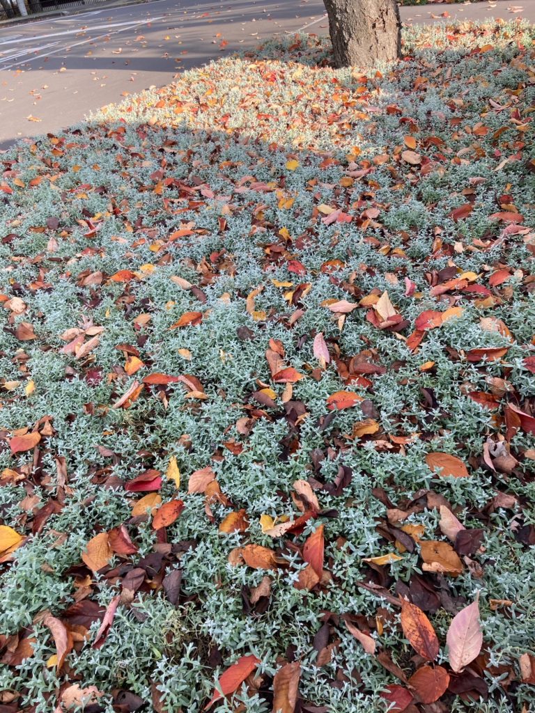 町の街路樹の色とりどりの落ち葉