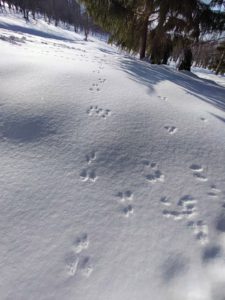雪原に残る足跡